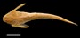 FMNH 54338 Bunocephalus depressus 212B39